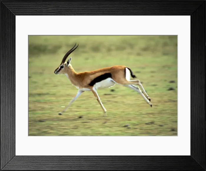 Framed Print : Thomson's Gazelle - Maasai Mara - Kenya - Africa Framed Print : Thomson's Gazelle - Maasai Mara - Kenya - Africa