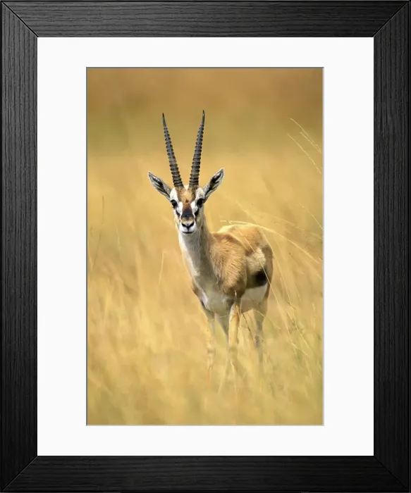 Framed Print : Thomson's Gazelle - Maasai Mara - Kenya - Africa Framed Print : Thomson's Gazelle - Maasai Mara - Kenya - Africa