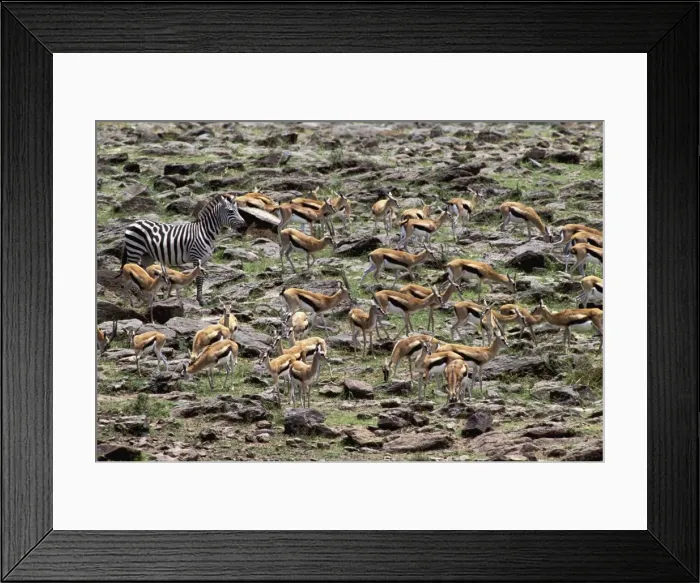 Framed Print : Thomson's Gazelle & Zebra - Maasai Mara - Kenya - Africa Framed Print : Thomson's Gazelle & Zebra - Maasai Mara - Kenya - Africa