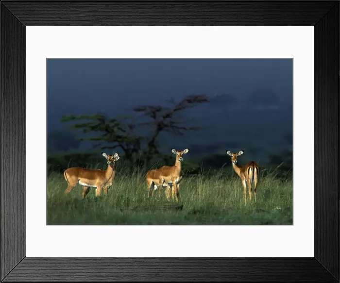 Framed Print : Impala - running. Maasai Mara - Kenya - Africa Framed Print : Impala - running. Maasai Mara - Kenya - Africa