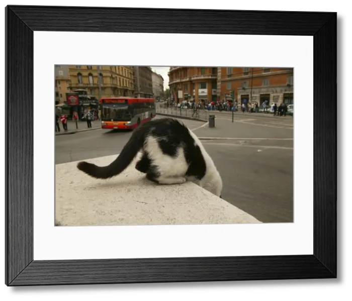 Framed Print : Feral / Urban / Stray Cat. Rome - Italy Framed Print : Feral / Urban / Stray Cat. Rome - Italy