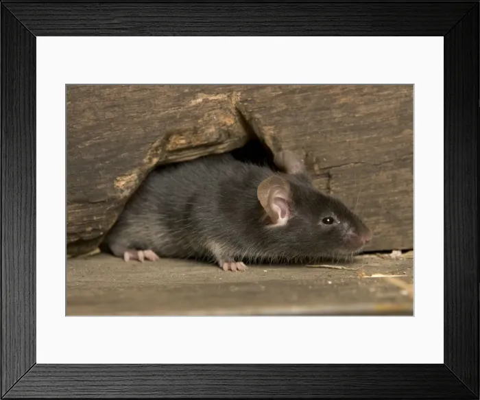 Framed Print : House Mouse Framed Print : House Mouse