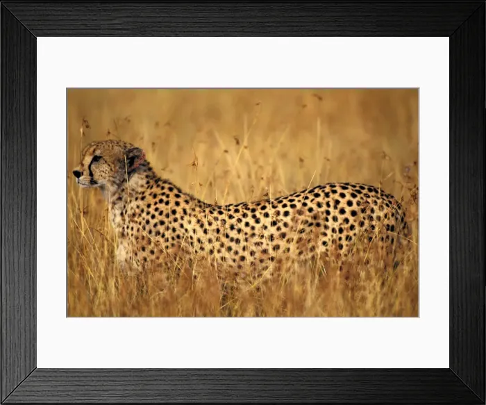 Framed Print : Cheetah - Maasai Mara - Kenya - Africa Framed Print : Cheetah - Maasai Mara - Kenya - Africa