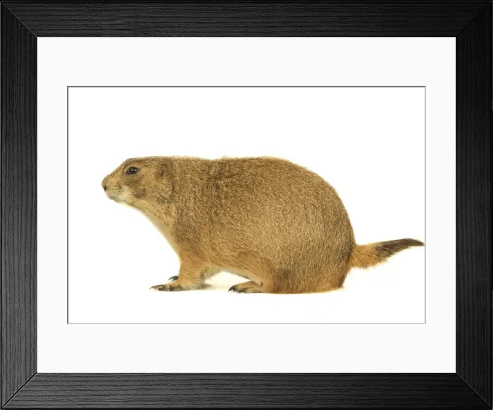 Framed Print : Black-tailed Prairie Dog Framed Print : Black-tailed Prairie Dog