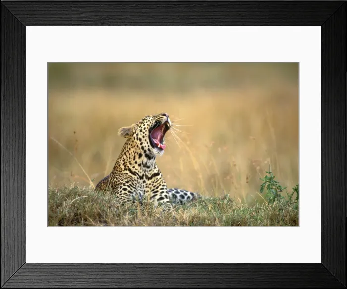 Framed Print : Leopard - yawning. Maasai Mara - Kenya Framed Print : Leopard - yawning. Maasai Mara - Kenya