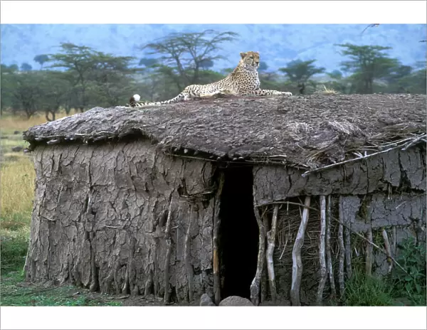 Cheetah - resting on roof of mud hut. Maasai Mara - Kenya - Africa