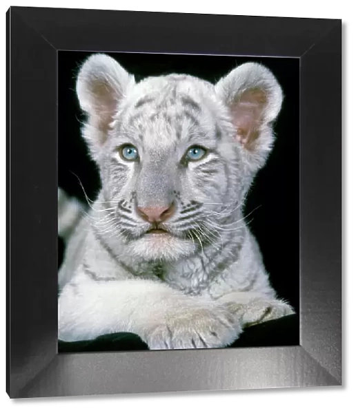 White Bengal  /  Indian Tiger - cub
