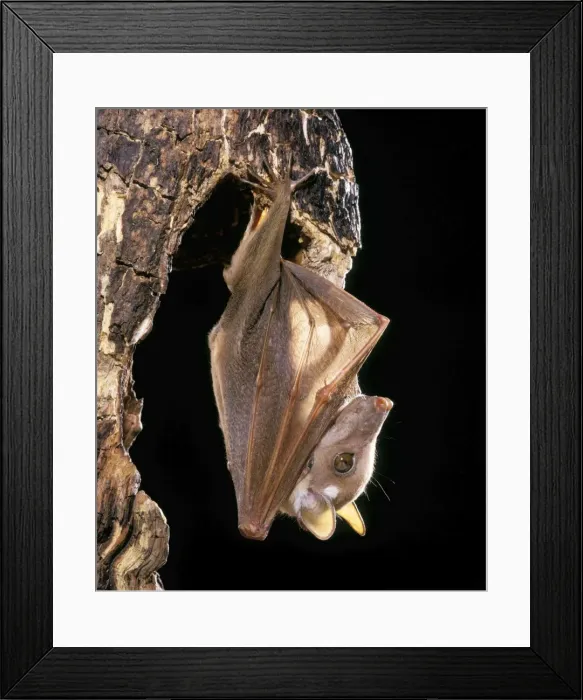 Framed Print : Wahlberg's Epauletted Fruit Bat dist: Somalia to South Africa, Angola, Zaire, Cameroon Framed Print : Wahlberg's Epauletted Fruit Bat dist: Somalia to South Africa, Angola, Zaire, Cameroon