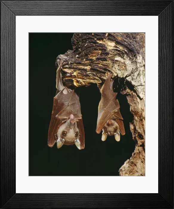 Framed Print : Wahlberg's Epauletted Fruit Bat dist: Somalia to South Africa Angola, Zaire, Cameroon Framed Print : Wahlberg's Epauletted Fruit Bat dist: Somalia to South Africa Angola, Zaire, Cameroon
