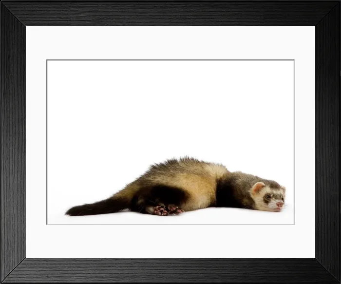 Framed Print : Ferret - lying down in studio Framed Print : Ferret - lying down in studio