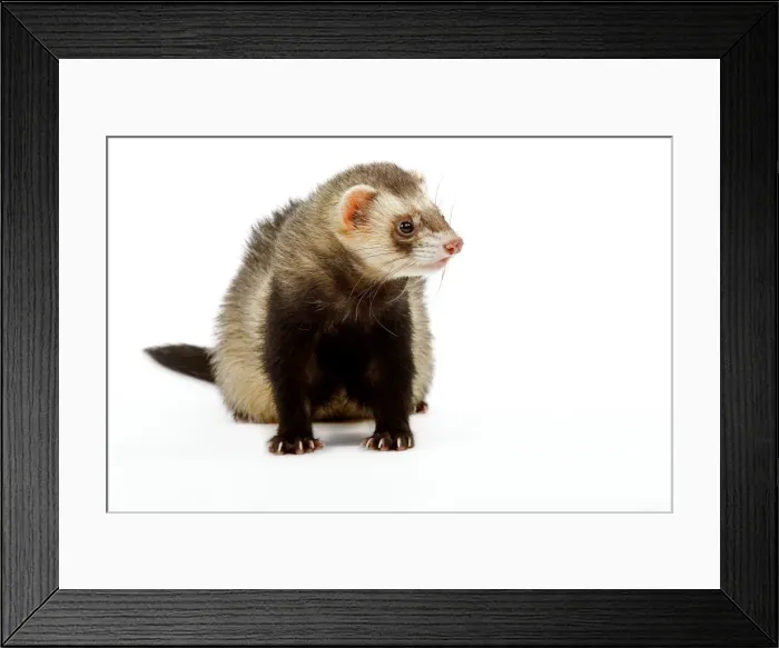 Framed Print : Ferret - in studio Framed Print : Ferret - in studio
