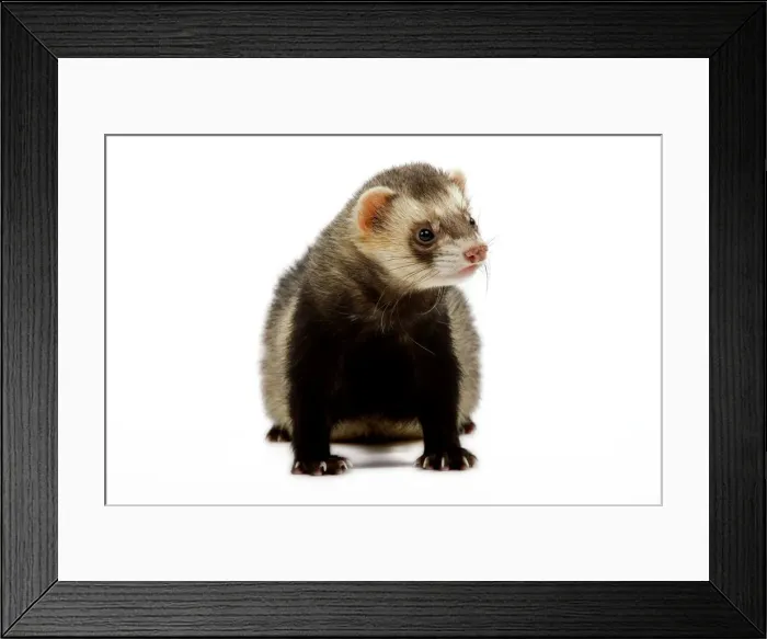Framed Print : Ferret - in studio Framed Print : Ferret - in studio