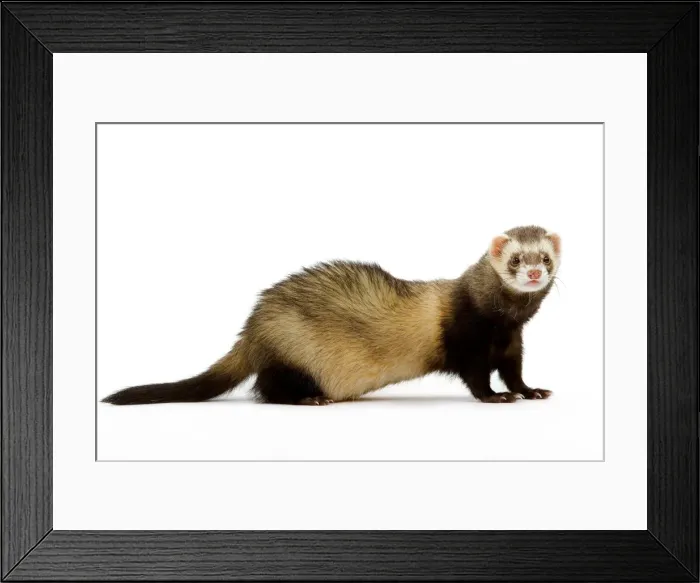 Framed Print : Ferret - in studio