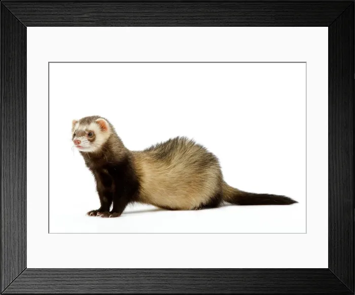 Framed Print : Ferret - in studio Framed Print : Ferret - in studio