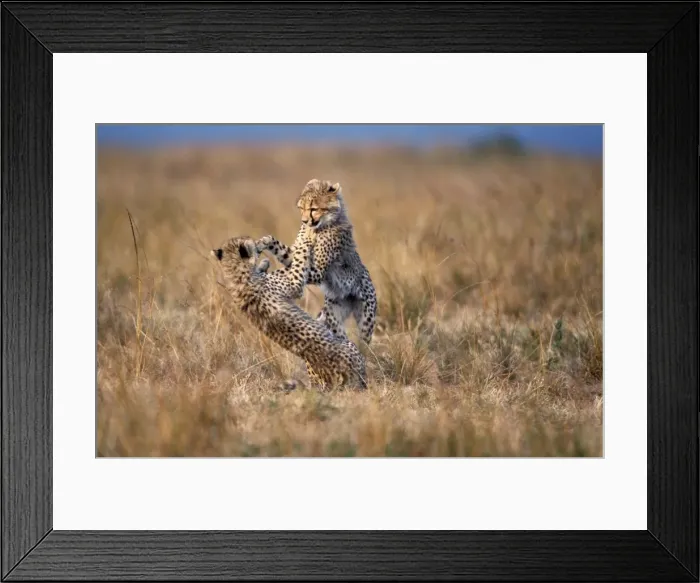 Framed Print : Cheetah - two playing. Maasai Mara - Kenya Framed Print : Cheetah - two playing. Maasai Mara - Kenya