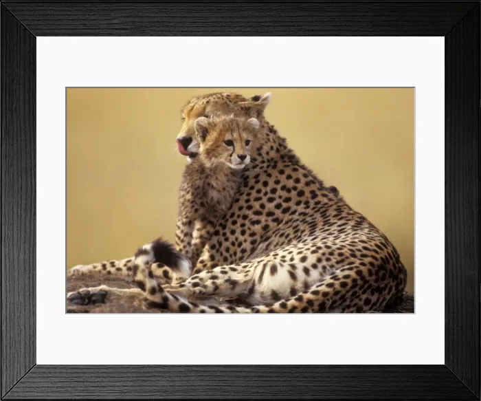 Framed Print : Cheetah - adult and cub. Maasai Mara - Kenya