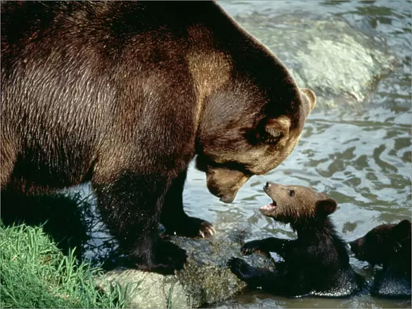 Brown Bear With cubs