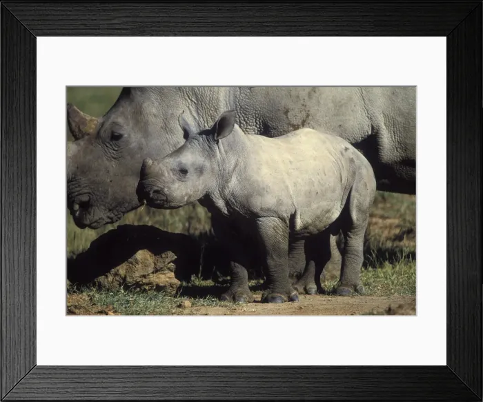 Framed Print : White Rhinoceros - Young next to adult Framed Print : White Rhinoceros - Young next to adult