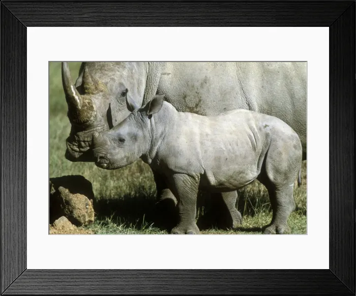 Framed Print : White Rhinoceros - Young next to adult Framed Print : White Rhinoceros - Young next to adult