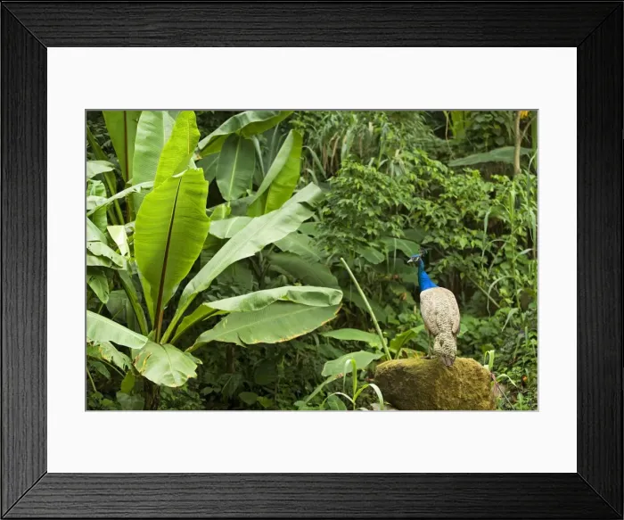 Framed Print : Peacock - in Rainforest, Guatemala Framed Print : Peacock - in Rainforest, Guatemala