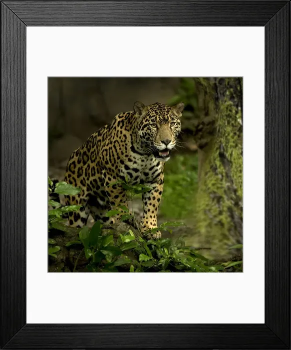 Framed Print : Jaguar - Rainforest Guatemala Framed Print : Jaguar - Rainforest Guatemala