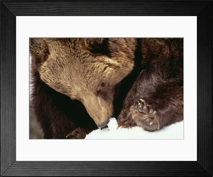 Framed Print : European Brown Bear Eating snow Framed Print : European Brown Bear Eating snow