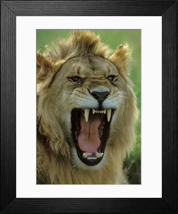 Framed Print : Lion LA 662 Male roaring Maasai Mara, Kenya Panthera leo © J. M. Labat / ardea. com Framed Print : Lion LA 662 Male roaring Maasai Mara, Kenya Panthera leo © J. M. Labat / ardea. com