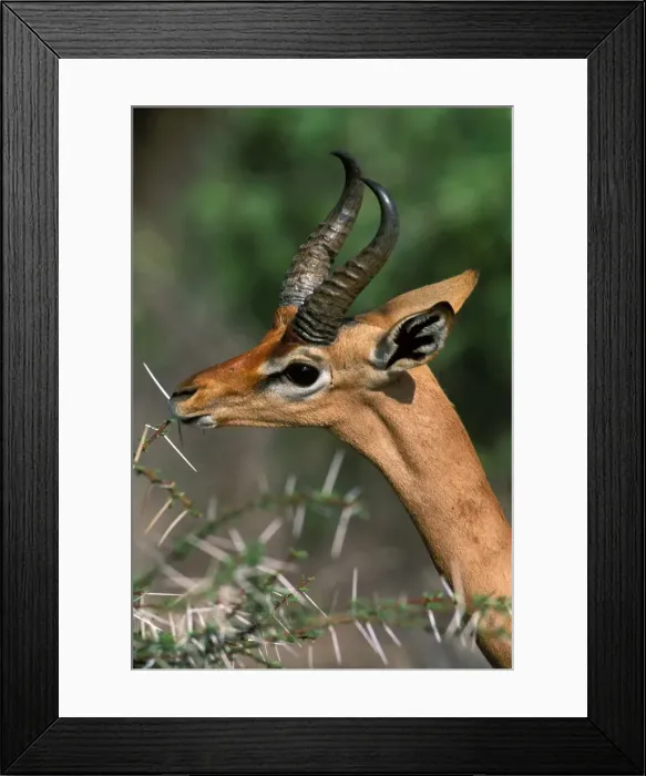Framed Print : Gerenuk Samburu, Kenya Framed Print : Gerenuk Samburu, Kenya