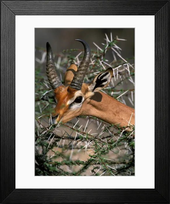 Framed Print : Gerenuk Samburu, Kenya Framed Print : Gerenuk Samburu, Kenya