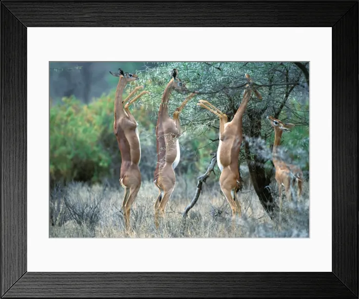 Framed Print : Gerenuk Group, feeding Samburu, Kenya Framed Print : Gerenuk Group, feeding Samburu, Kenya