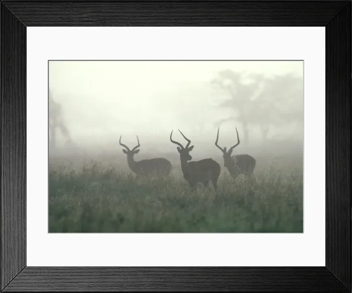 Framed Print : Impala Maasai Mara, Kenya, Africa Framed Print : Impala Maasai Mara, Kenya, Africa