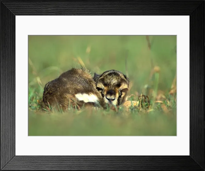 Framed Print : Thomson's Gazelle Young, lying down Maasai Mara, Kenya, Africa Framed Print : Thomson's Gazelle Young, lying down Maasai Mara, Kenya, Africa