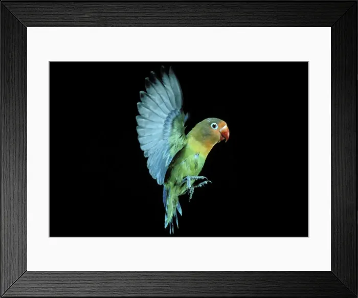 Framed Print : Fischer's Lovebird In flight Framed Print : Fischer's Lovebird In flight
