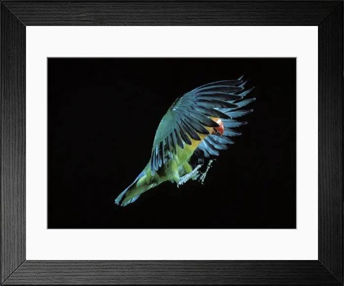 Framed Print : Fischer's Lovebird In flight Framed Print : Fischer's Lovebird In flight
