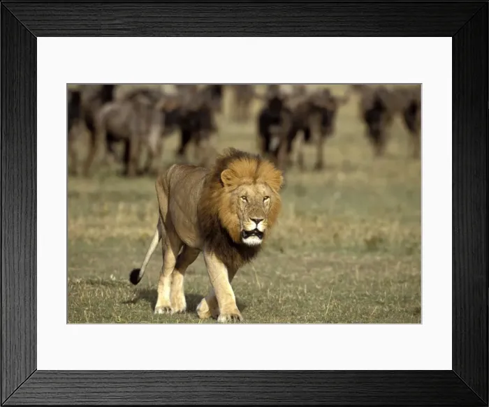 Framed Print : Lion Maasai Mara, Kenya, Africa Framed Print : Lion Maasai Mara, Kenya, Africa