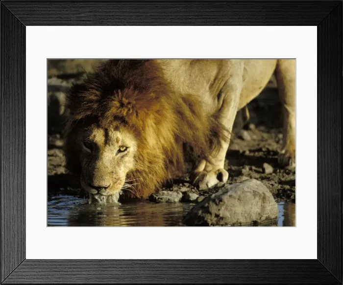 Framed Print : Lion Male drinking. Maasai Mara, Kenya, Africa Framed Print : Lion Male drinking. Maasai Mara, Kenya, Africa
