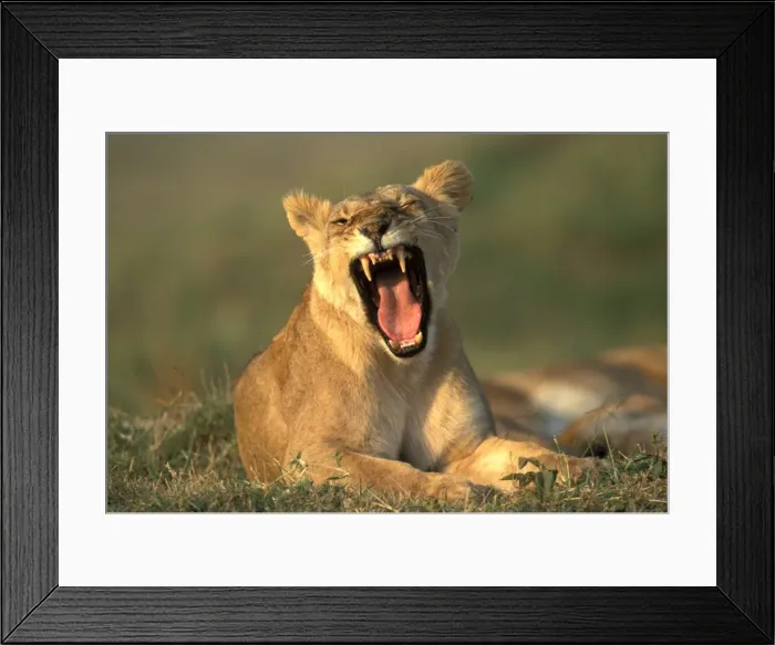 Framed Print : Lioness Kenya, Africa Framed Print : Lioness Kenya, Africa