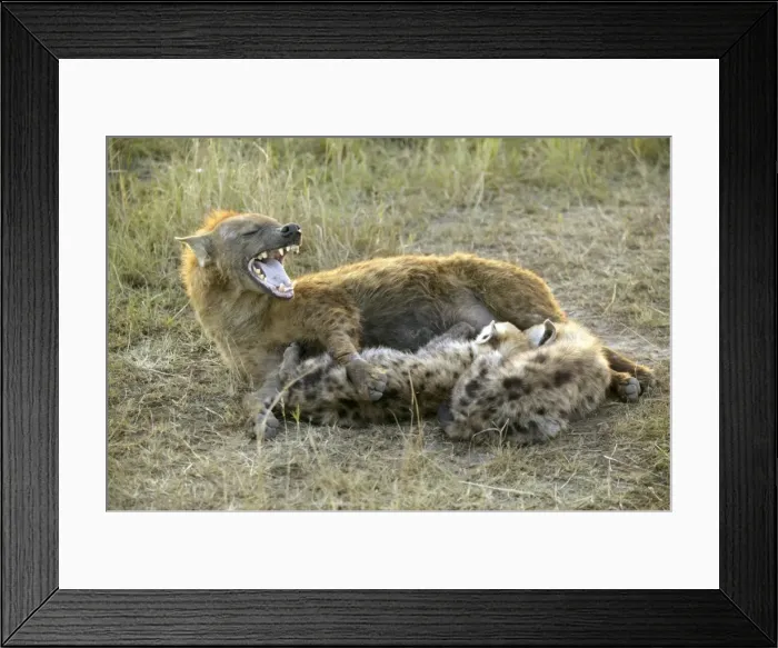 Framed Print : Spotted Hyaena Feeding young Maasai Mara, Africa Framed Print : Spotted Hyaena Feeding young Maasai Mara, Africa