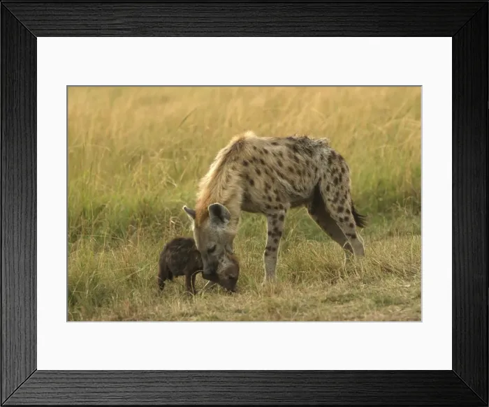 Framed Print : Spotted Hyaena With cub in mouth Maasai Mara, Africa Framed Print : Spotted Hyaena With cub in mouth Maasai Mara, Africa