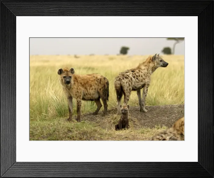 Framed Print : Spotted Hyaena Adults with cub Maasai Mara, Africa Framed Print : Spotted Hyaena Adults with cub Maasai Mara, Africa
