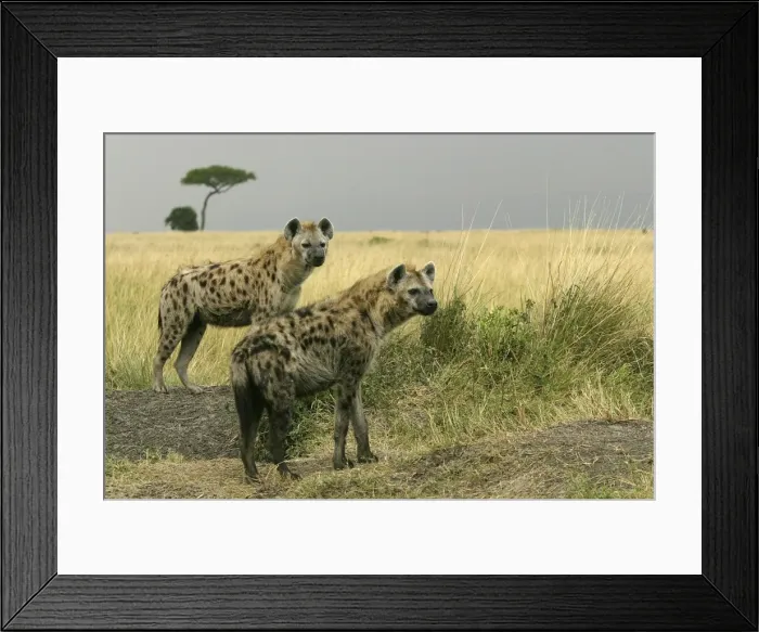 Framed Print : Spotted Hyaena Two together Maasai Mara, Africa Framed Print : Spotted Hyaena Two together Maasai Mara, Africa