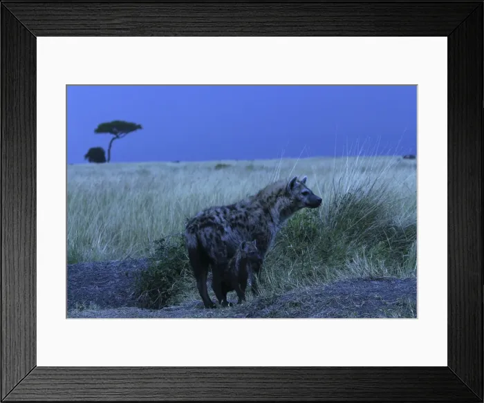 Framed Print : Spotted Hyaena With cub Maasai Mara, Africa Framed Print : Spotted Hyaena With cub Maasai Mara, Africa