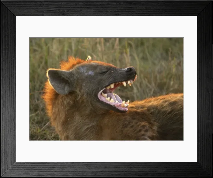 Framed Print : Spotted Hyaena With mouth open Maasai Mara, Africa Framed Print : Spotted Hyaena With mouth open Maasai Mara, Africa