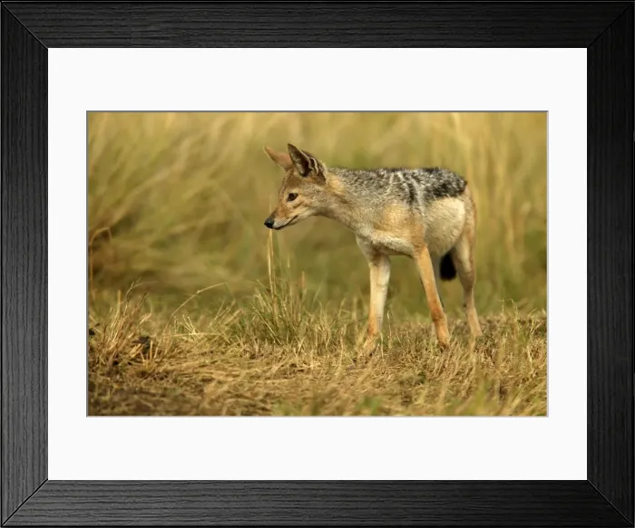 Framed Print : Black-backed Jackal Maasai Mara, Africa Framed Print : Black-backed Jackal Maasai Mara, Africa
