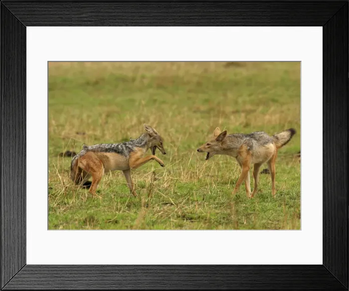 Framed Print : Black-backed Jackals Two in confrontation Maasai Mara, Africa