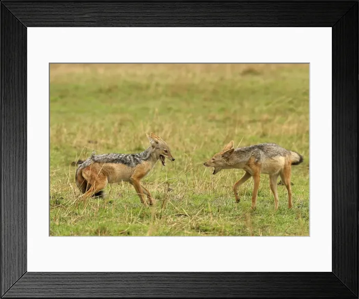 Framed Print : Black-backed Jackal Two in confrontation Maasai Mara, Africa Framed Print : Black-backed Jackal Two in confrontation Maasai Mara, Africa