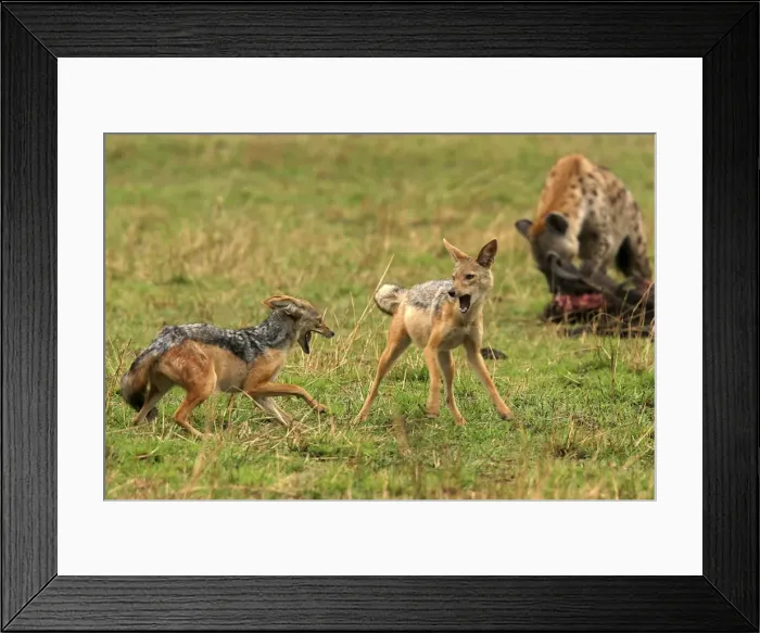 Framed Print : Black-backed Jackals Two in confrontation Maasai Mara, Africa Framed Print : Black-backed Jackals Two in confrontation Maasai Mara, Africa