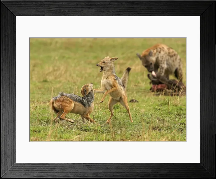 Framed Print : Black-backed Jackals Two fighting Maasai Mara, Africa Framed Print : Black-backed Jackals Two fighting Maasai Mara, Africa