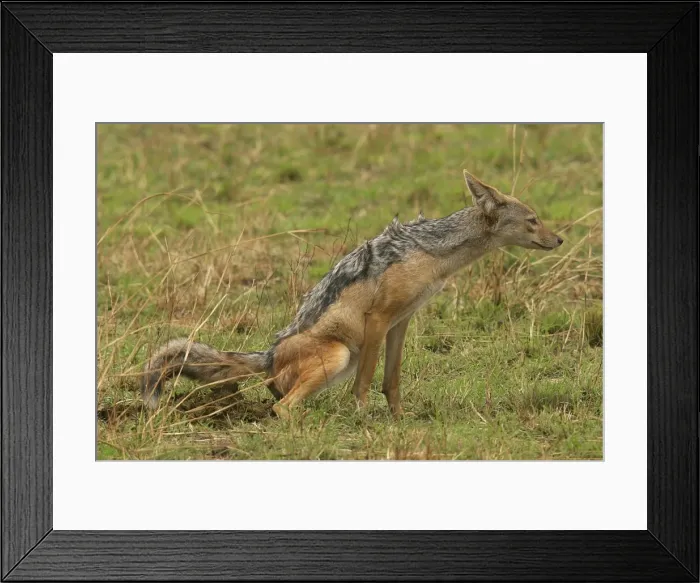 Framed Print : Black-backed Jackal Defecating / Scenting Maasai Mara, Africa Framed Print : Black-backed Jackal Defecating / Scenting Maasai Mara, Africa