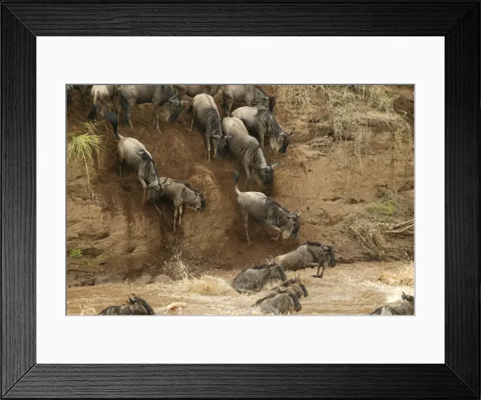 Framed Print : Blue Wildebeest / Brindled Gnu Crossing river during migration Mara River, Maasai Mara, Kenya, Africa Framed Print : Blue Wildebeest / Brindled Gnu Crossing river during migration Mara River, Maasai Mara, Kenya, Africa